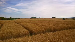 Düngeversuch der YARA kurz vor der Ernte