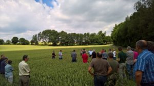 Schlagbesprechung Landwirtschaftsbetrieb Steier Weizen Sorte Tabasco